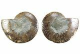 Cut & Polished Ammonite Fossil - Madagascar #364765-1